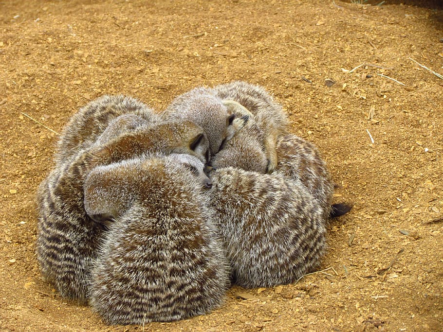 meerkat, cuddle, sand, furry, cuddling, zoo, animal themes, HD wallpaper