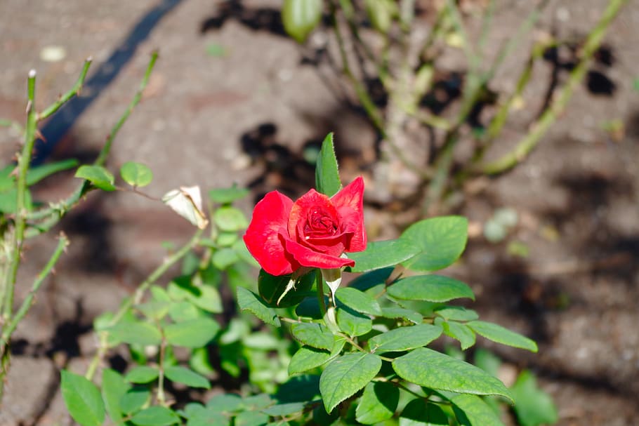 red, flowers, rose, roses, park, plant, green, beauty in nature HD wallpaper