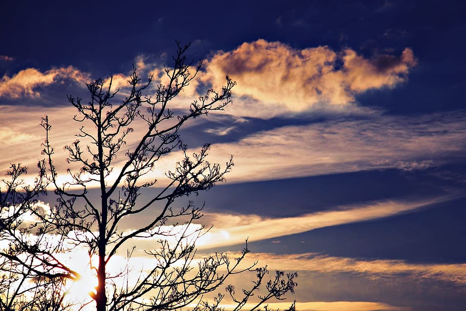 Clouds, Pink, Sky, Blue, Blue, Tree, silhouette, shadow, aesthetic HD wallpaper