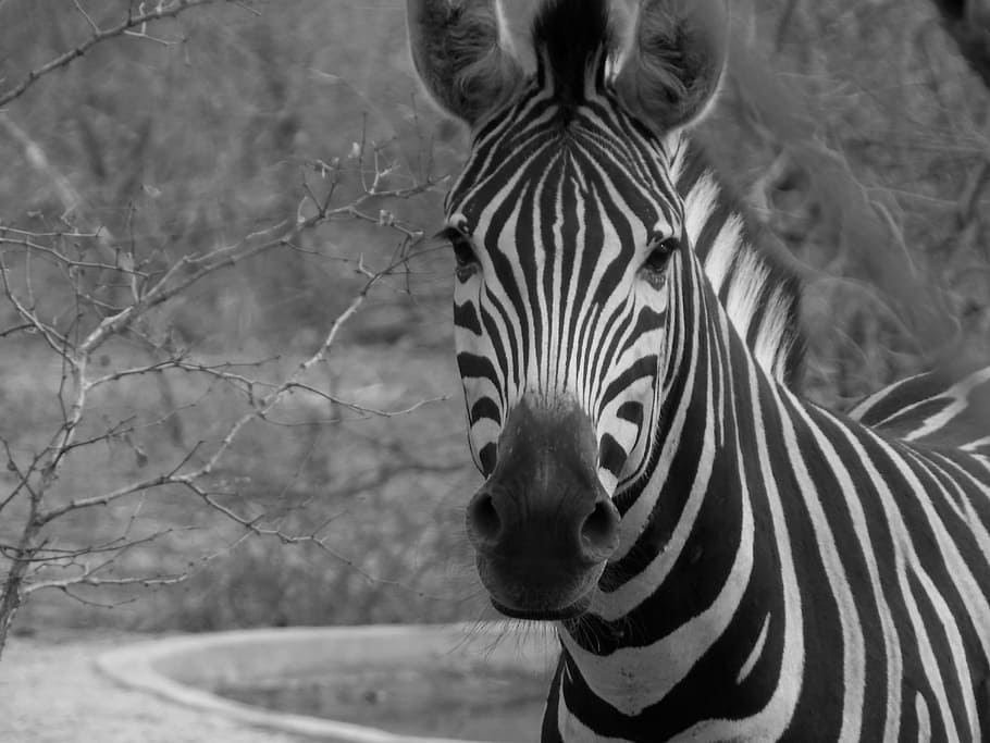 zebra, wild, african zebra, striped, animal wildlife, animals in the wild HD wallpaper