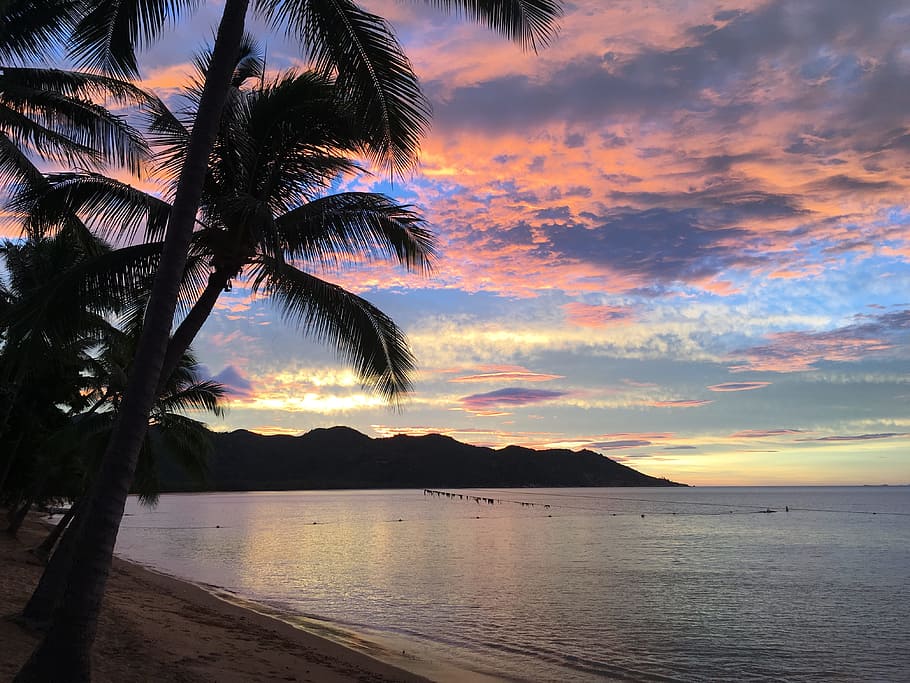 magnetic island, sunset, palm trees, water, tropical climate