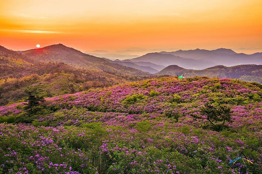 flower garden under orange sky, spring, purple, sunset, scenics HD wallpaper