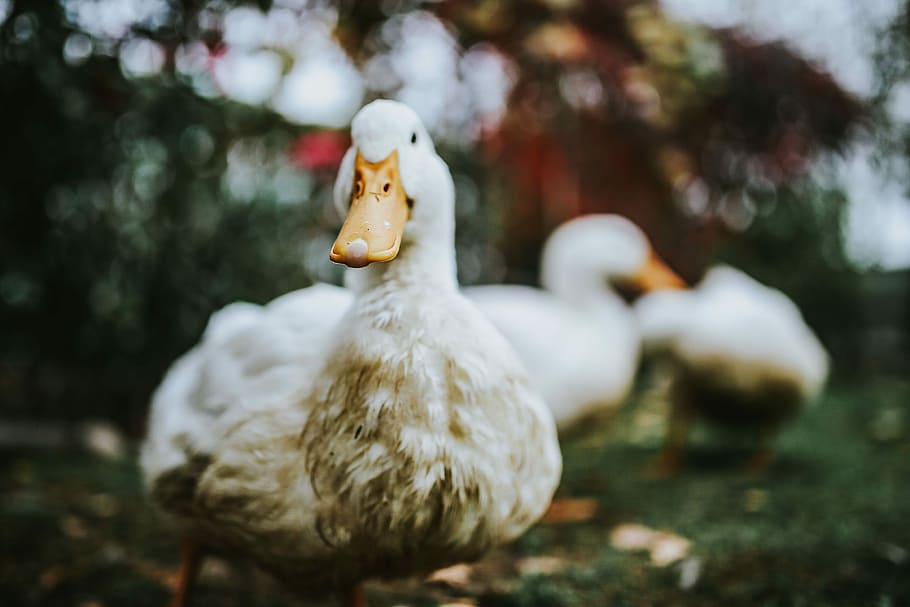White ducks on the grass, bird, leaves, farm, animal, agriculture HD wallpaper