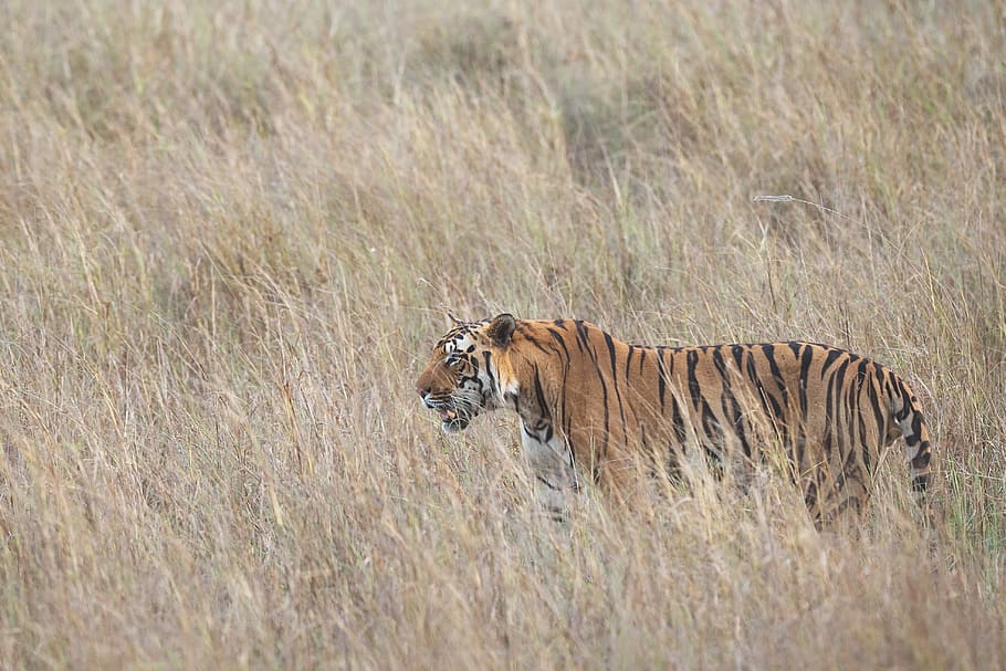 Bengal Tiger, closeup photo of tiger, safari, wild, wildlife, HD wallpaper