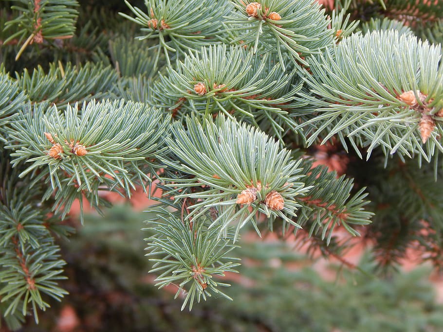 Spruce, Tree, Fir, Pine, Holiday, Branch, green, nature, coniferous HD wallpaper