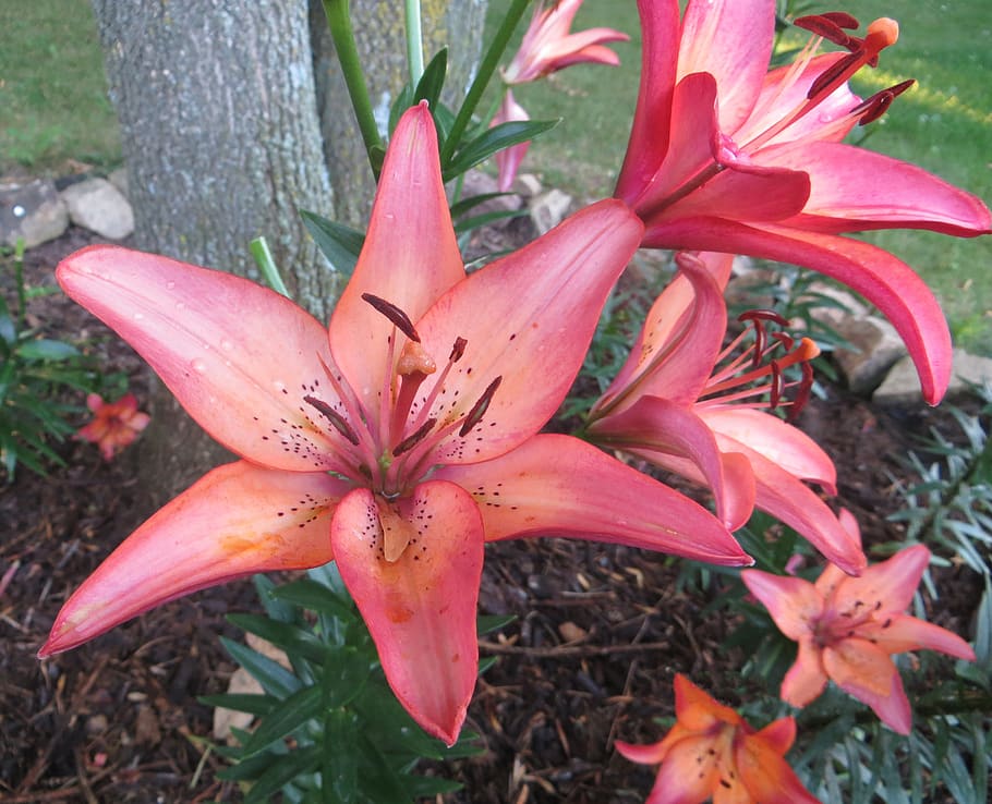 Lilly blooms. Красные Lily купить.