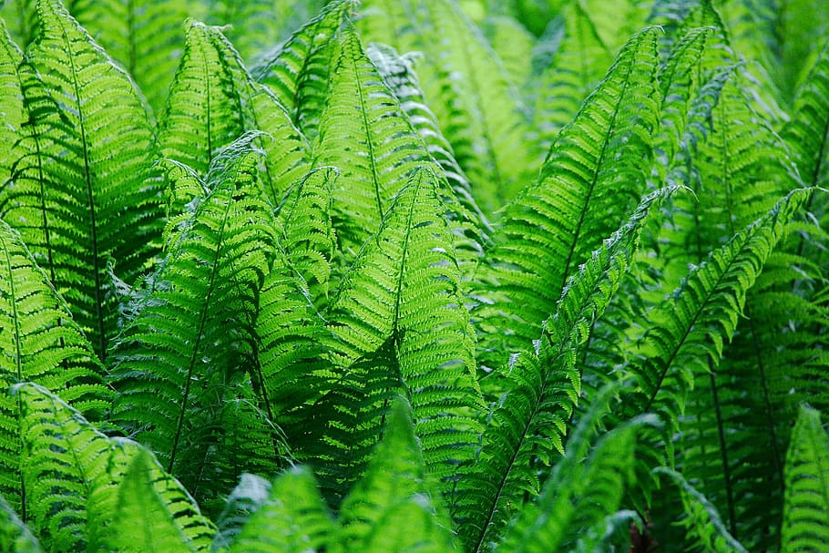 green leafed plants, nature, fern, growth, summer, lush, ecology