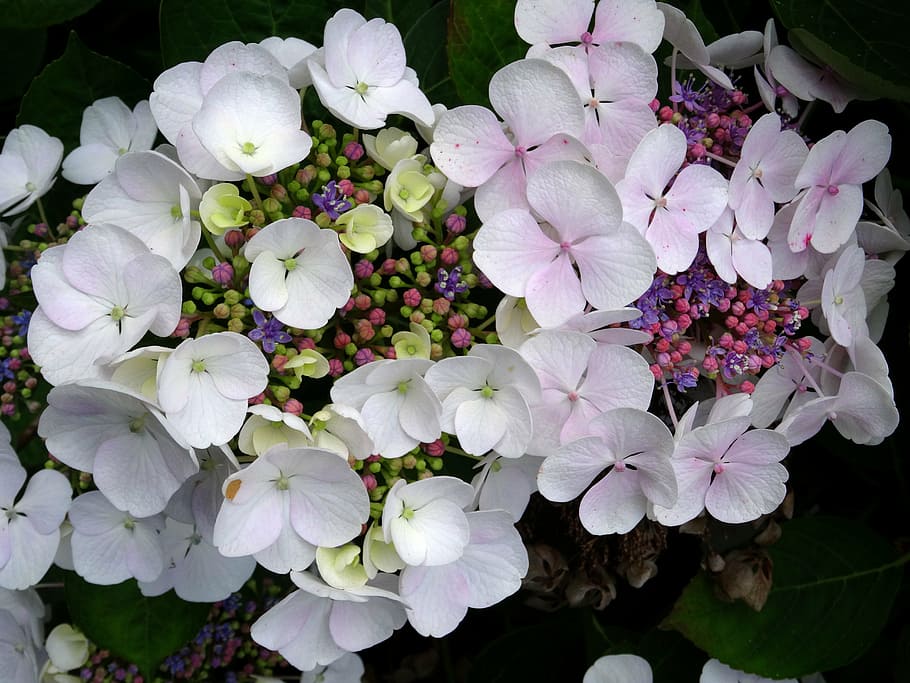 blossom, bloom, hydrangea, close, white, blue, pink, purple HD wallpaper