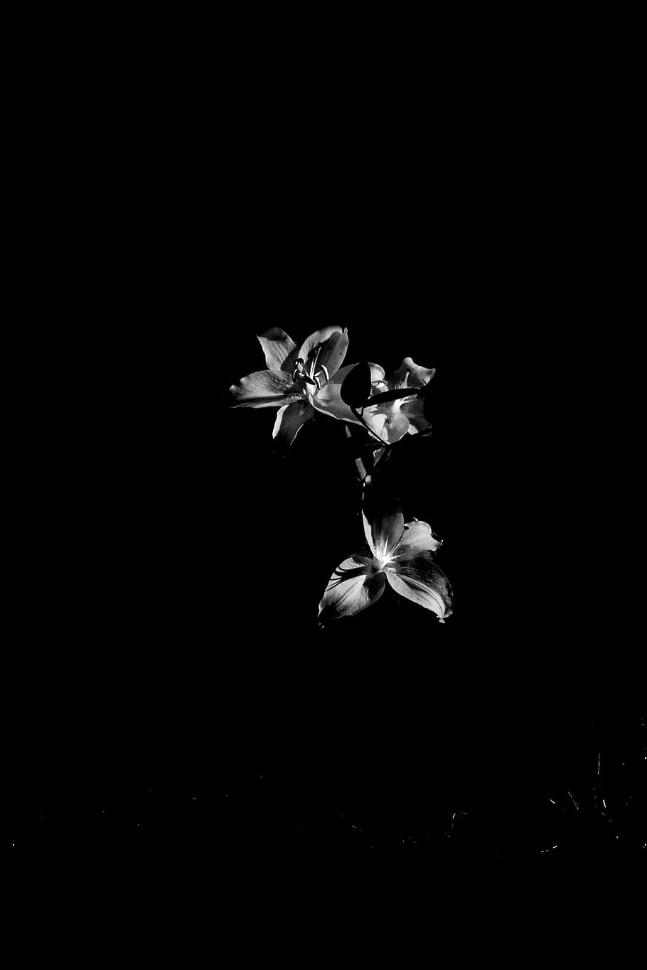 flowers, black and white, light, flowering plant, vulnerability HD wallpaper