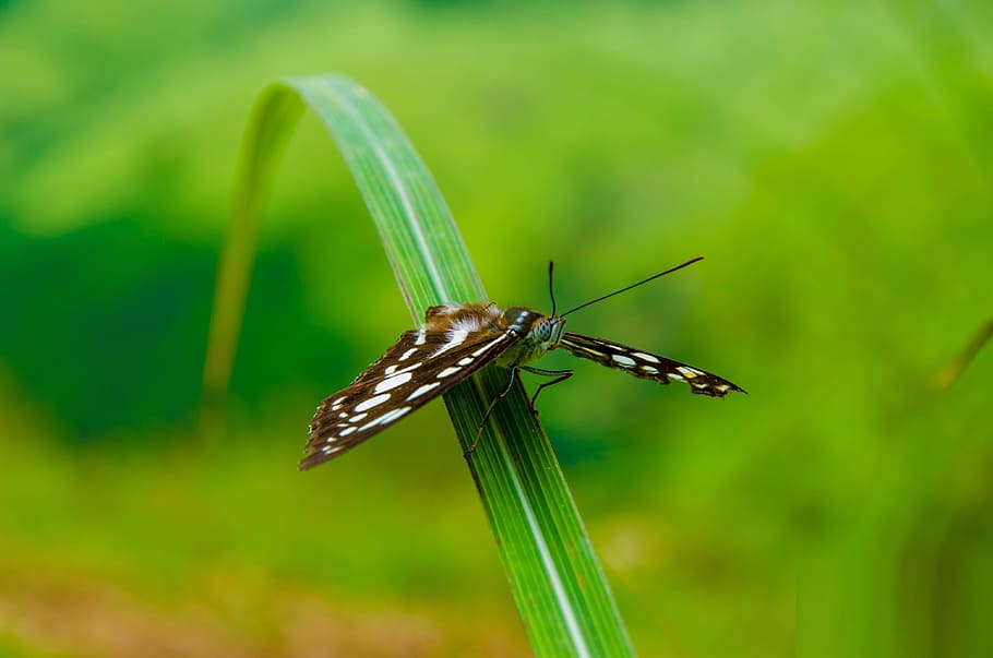 nature, outdoors, insect, grass, one animal, animal wildlife HD wallpaper