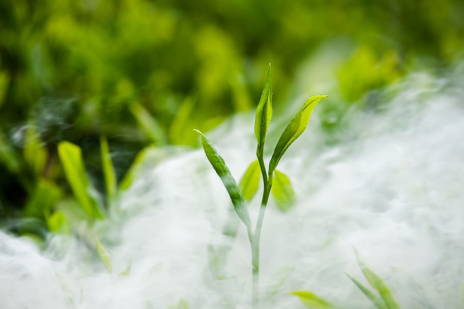 tea, green tea, green color, growth, plant, beauty in nature HD wallpaper