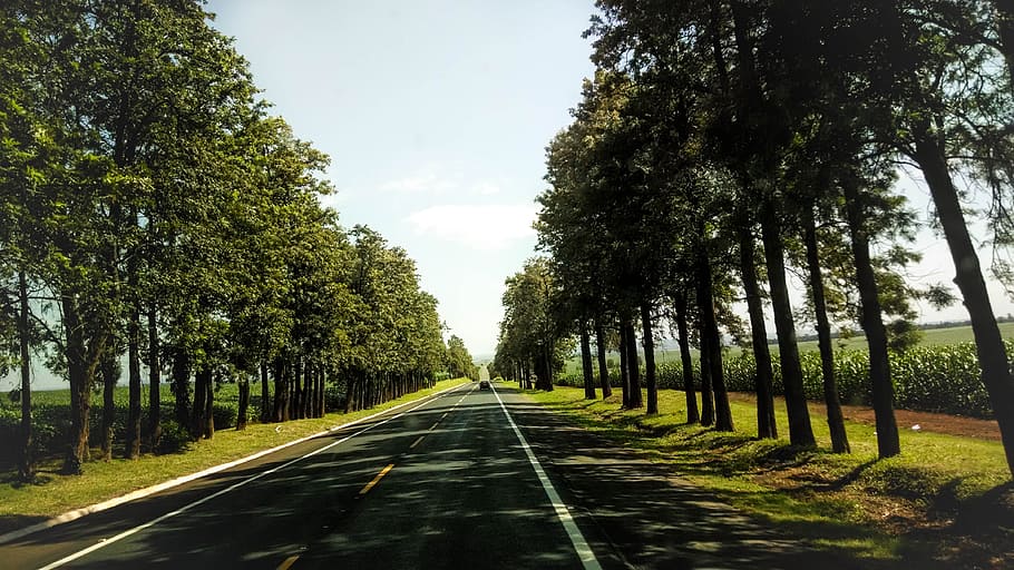 trees, path, wood, green, landscape, sky, environment, trunk HD wallpaper