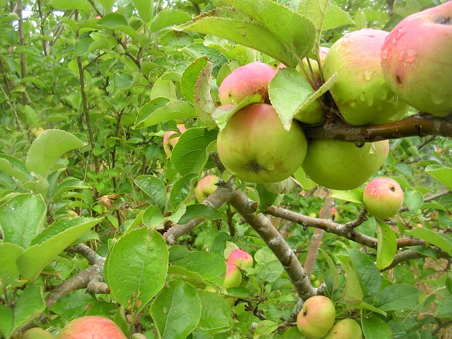 apple, fruit, tree, nature, vegetation, healthy eating, food and drink HD wallpaper