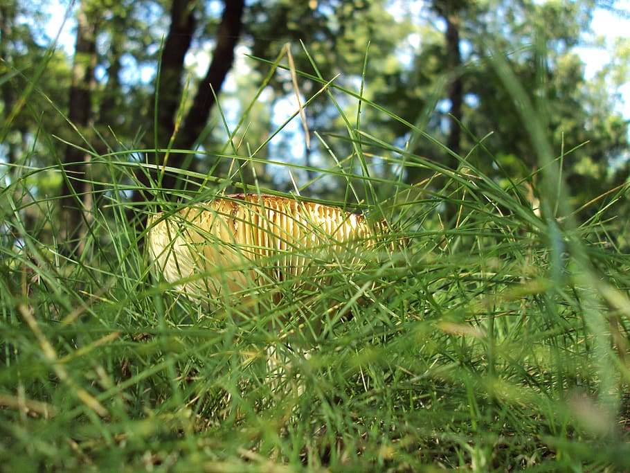 boletus, grass, macro, forest, plant, nature, green color, growth HD wallpaper