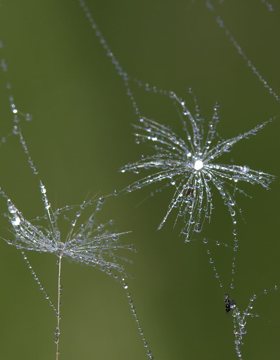 dandelion, spider web, drops, wet, macro, plant, water, close-up HD wallpaper