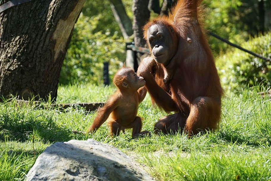 chimps, zoo, monkey, mammal, animal, primate, animal wildlife HD wallpaper