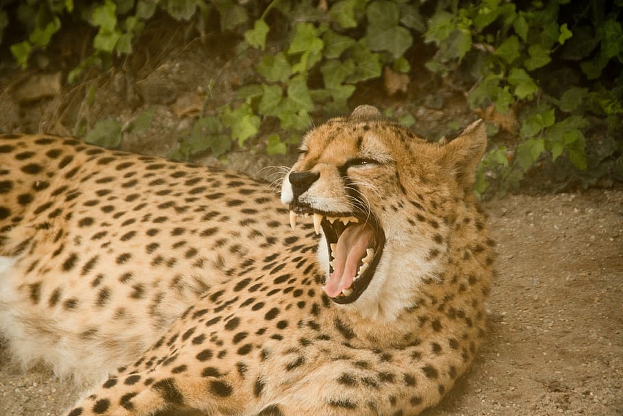 brown and black leopard lying on the field, cheetah, predator HD wallpaper