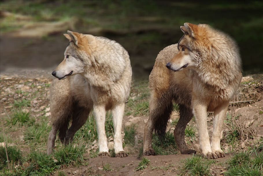 two brown wolves on brown field closeup photography, Nature HD wallpaper