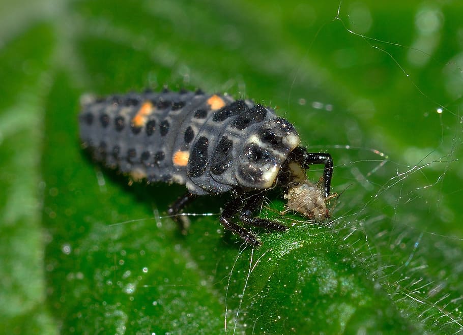 Ladybug, Larva, Insects, sectepuntata, nature, animal, macro HD wallpaper