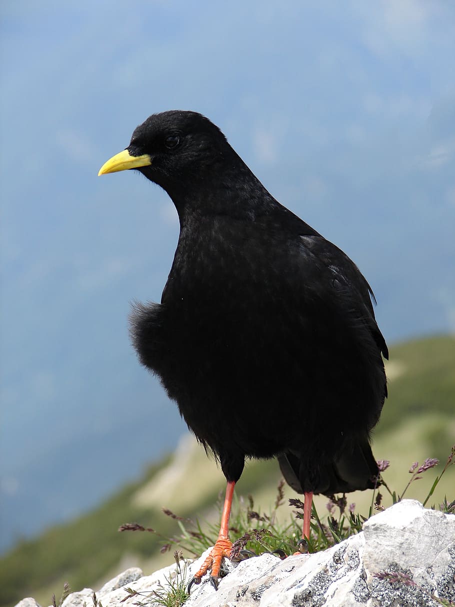 bergdohle, black, bird, animal themes, vertebrate, animal wildlife HD wallpaper