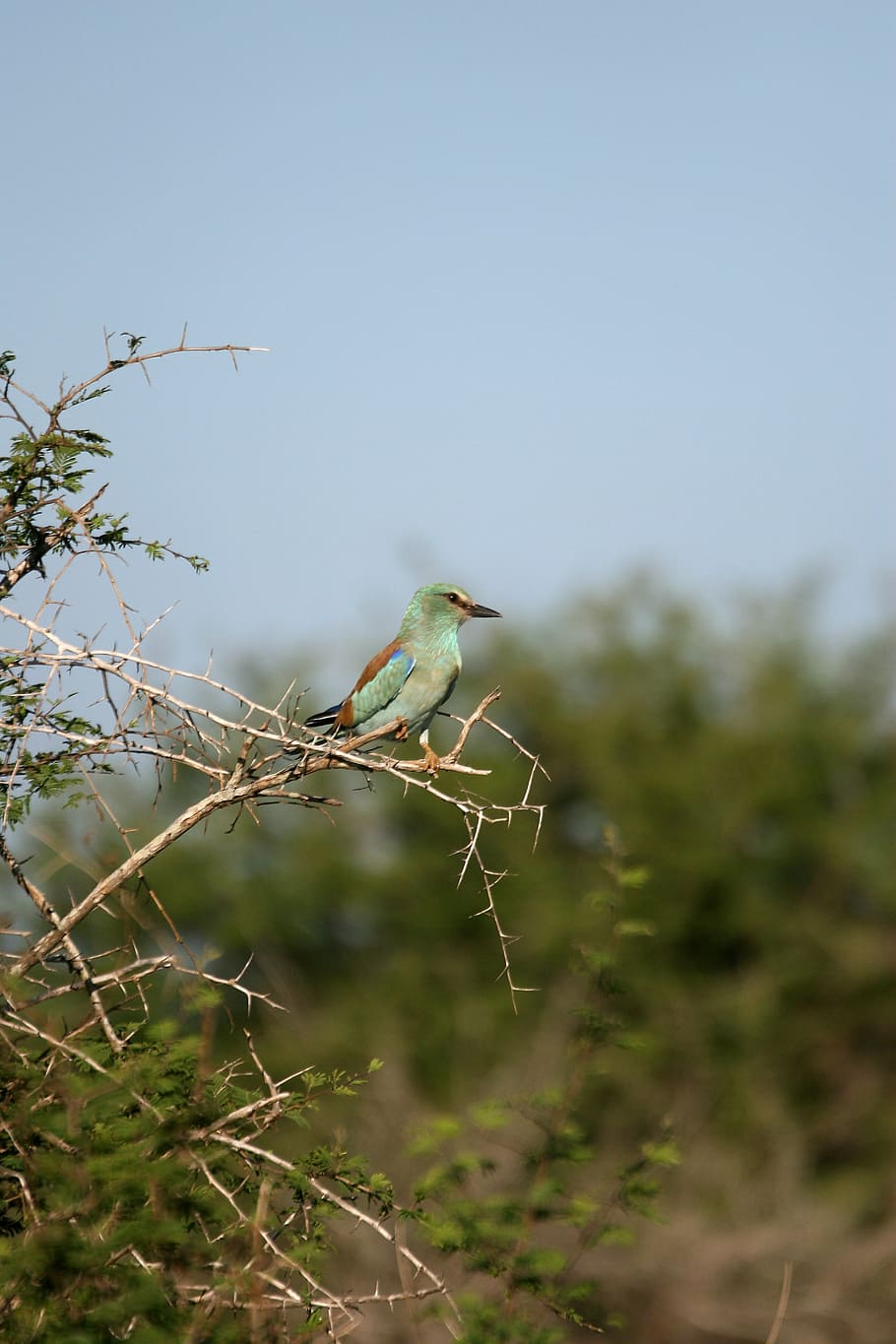 green-breasted roller, bird, wildlife, perched, thorn bush