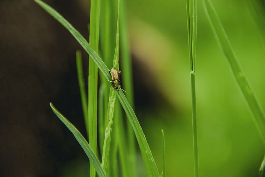 blur, grass, insect, nature, plant, leaf, green Color, close-up HD wallpaper