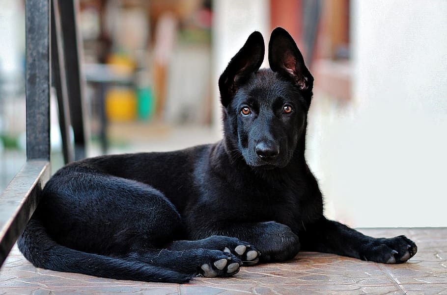 closeup photo of cierny sery puppy lying on tiled floor, black german shepherd, HD wallpaper