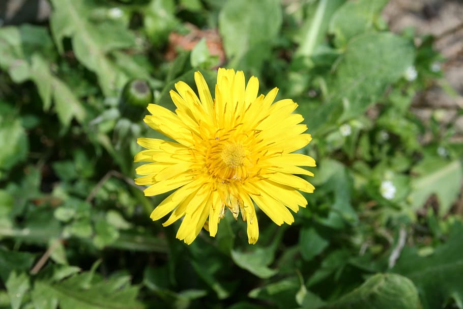 dandelion, flower, spring, yellow, flowering plant, freshness HD wallpaper