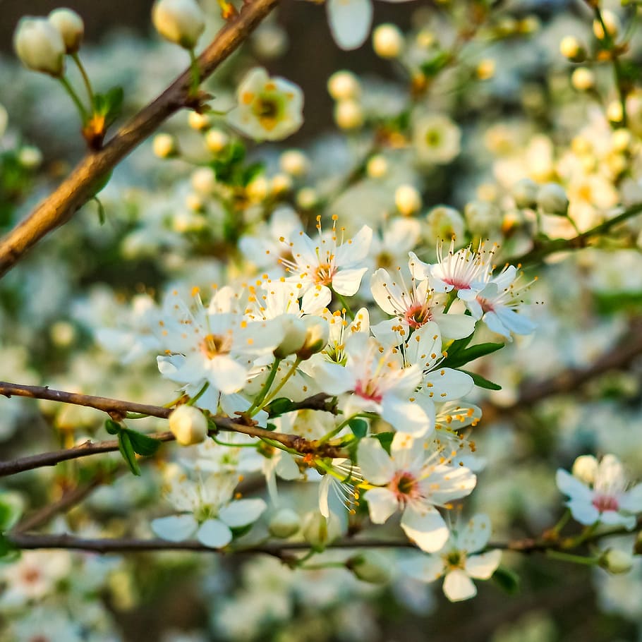 white, pink, and yellow flowers, sour cherry, tree, nature HD wallpaper