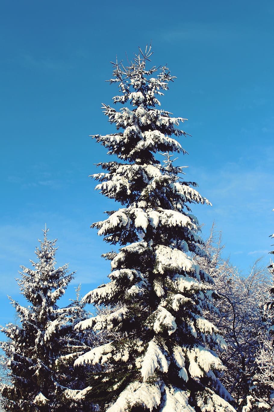 winter, snow, tree, wintry, white, cold, forest, light, nature HD wallpaper