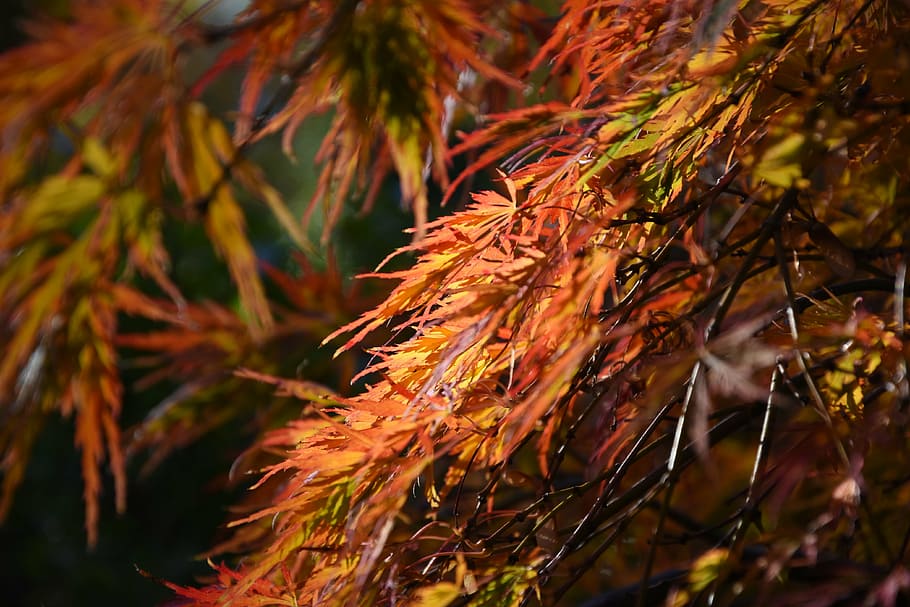 fall, autumn leaf, red leaf, maple leaves, plant, growth, plant part HD wallpaper
