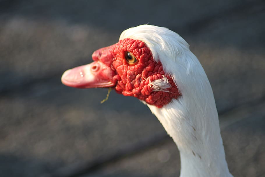 bird, nature, animals, animal themes, one animal, vertebrate HD wallpaper