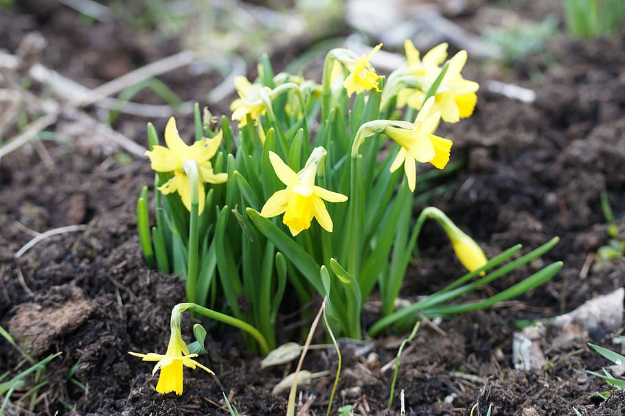 easter, flowers, daffodils, osterglocken, spring, garden, flowering plant HD wallpaper