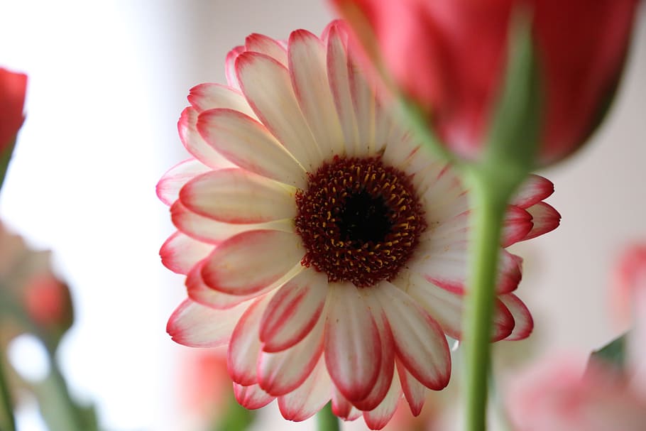 flower, gerbera, focus, rose, white, floral, blossom, bloom HD wallpaper