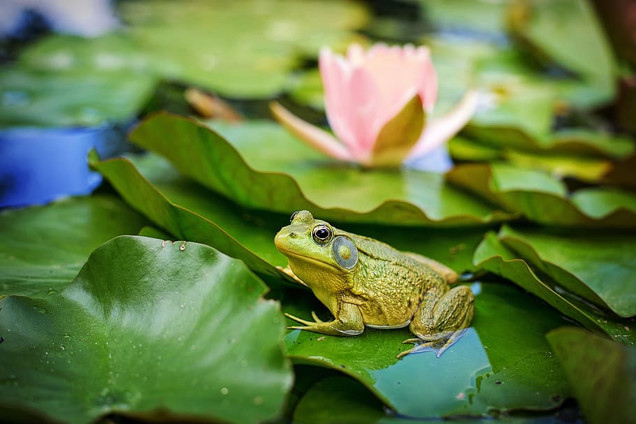 green frog on top of green lily plant, bull frog, pond, lily pad