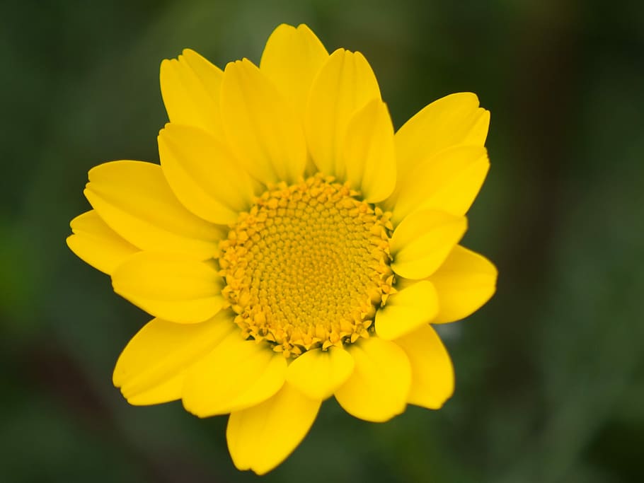 Macro, Flower, Yellow, Nature, flowers, pistils, yellow flower HD wallpaper