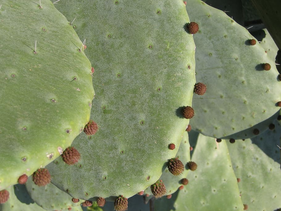 Cactus, Macro, Blossom, Bloom, nature, leaf, plant, green Color HD wallpaper