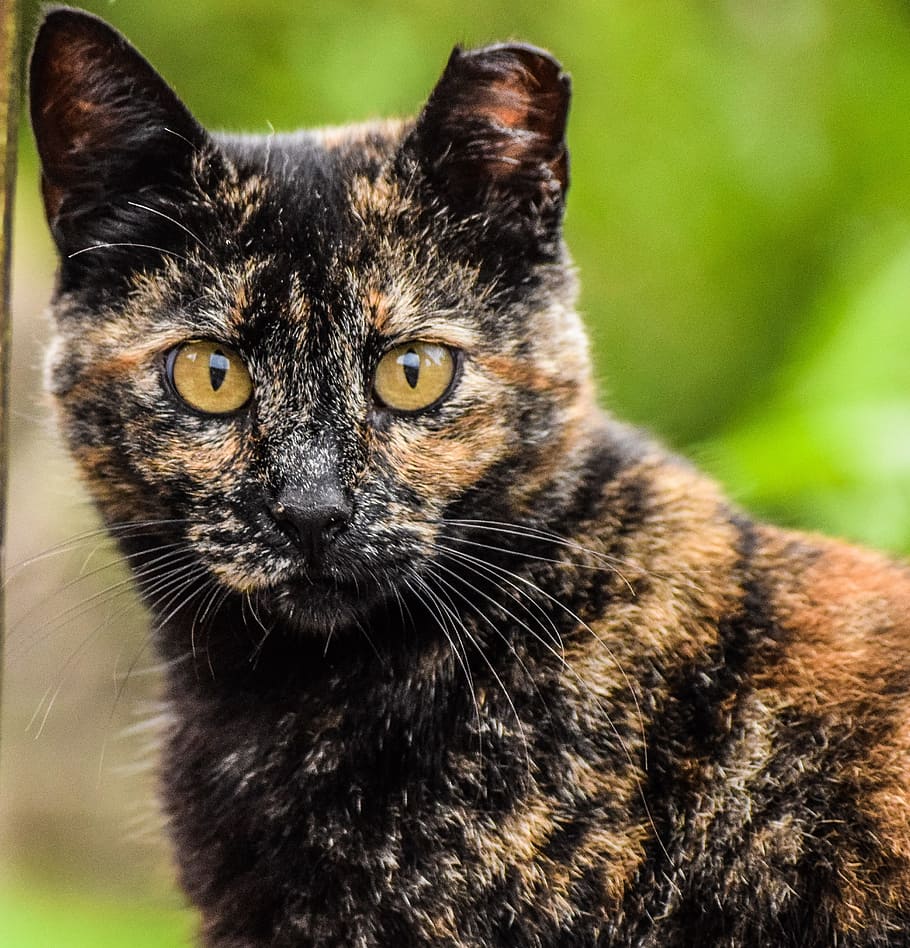 eyes, look, cat, animal themes, one animal, mammal, feline HD wallpaper
