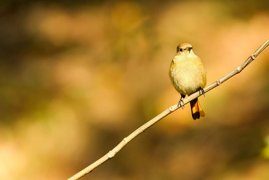 small brown short-beaked bird on brown twig, brown bird on tree branch HD wallpaper