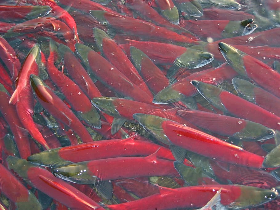 fish, salmon, chum, spawning, a flock of, yama, backwater, beach HD wallpaper