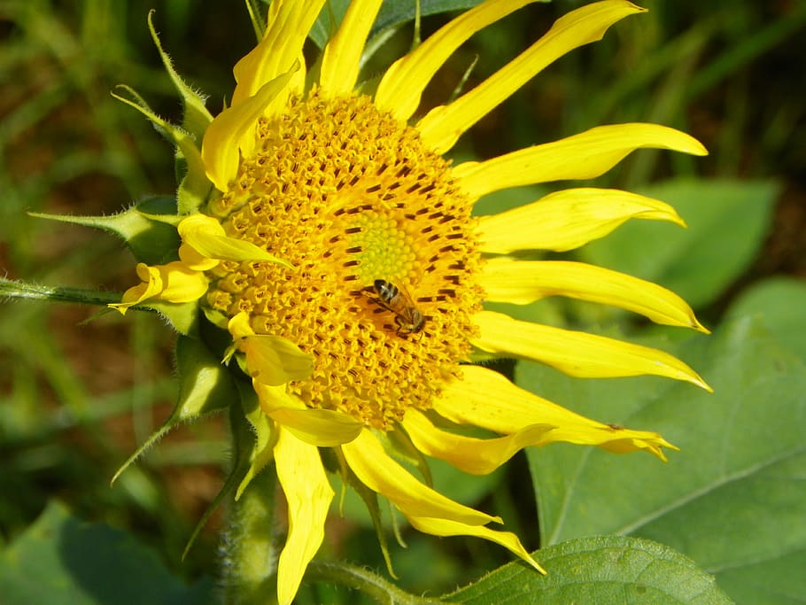 Bee, Sunflower, i, plant, yellow, fragility, growth, close-up HD wallpaper