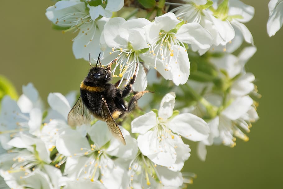 bumblebee, fruit trees, spring, sunny, animal themes, flowering plant HD wallpaper