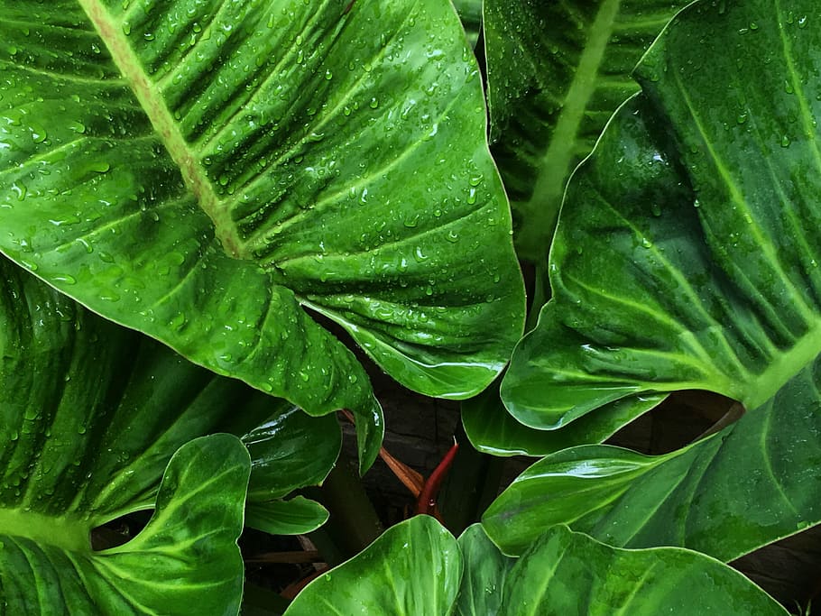 Green, Garden, leaf, green leaf, green leaves, nature, plant HD wallpaper