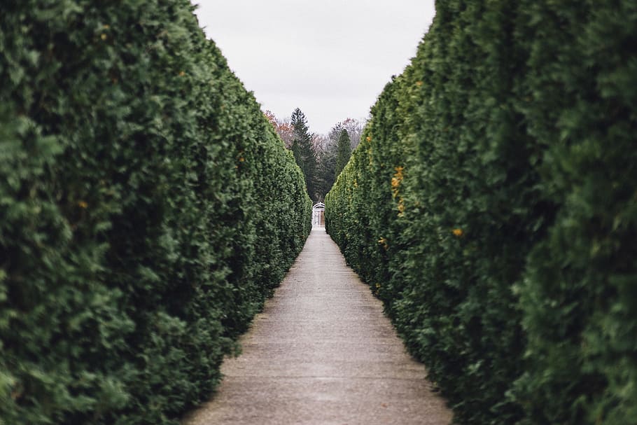 grass maze pathway photo, green leafed plants, wall, hedge, bush HD wallpaper