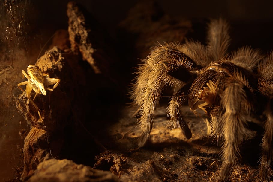 spider, insect, cobweb, grasshopper, cricket, macro, close-up HD wallpaper