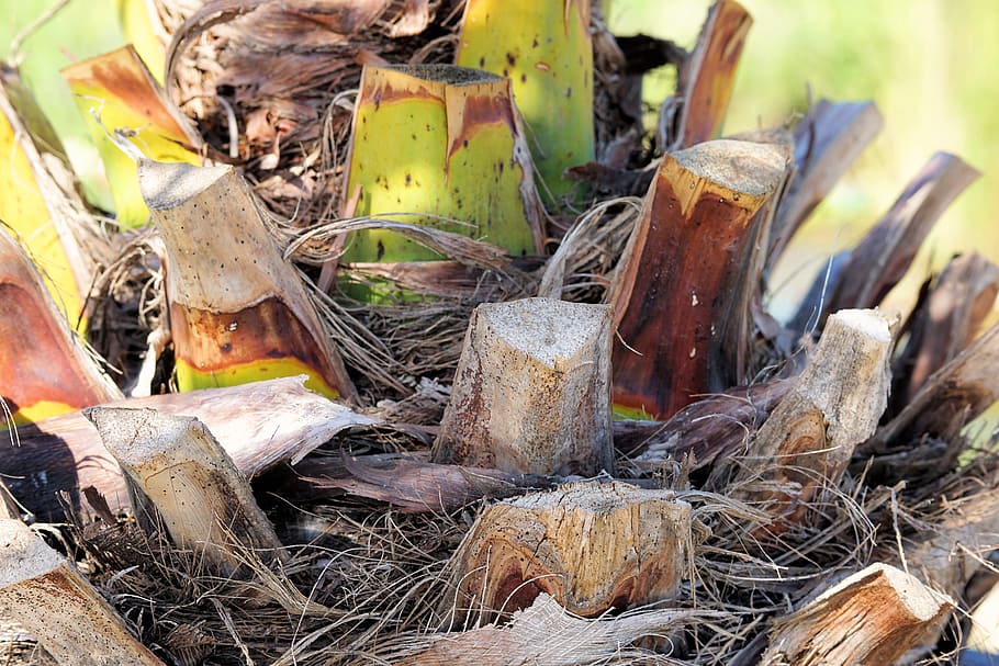 palm, tribe, palm tree root, plant, structure, log, nature HD wallpaper