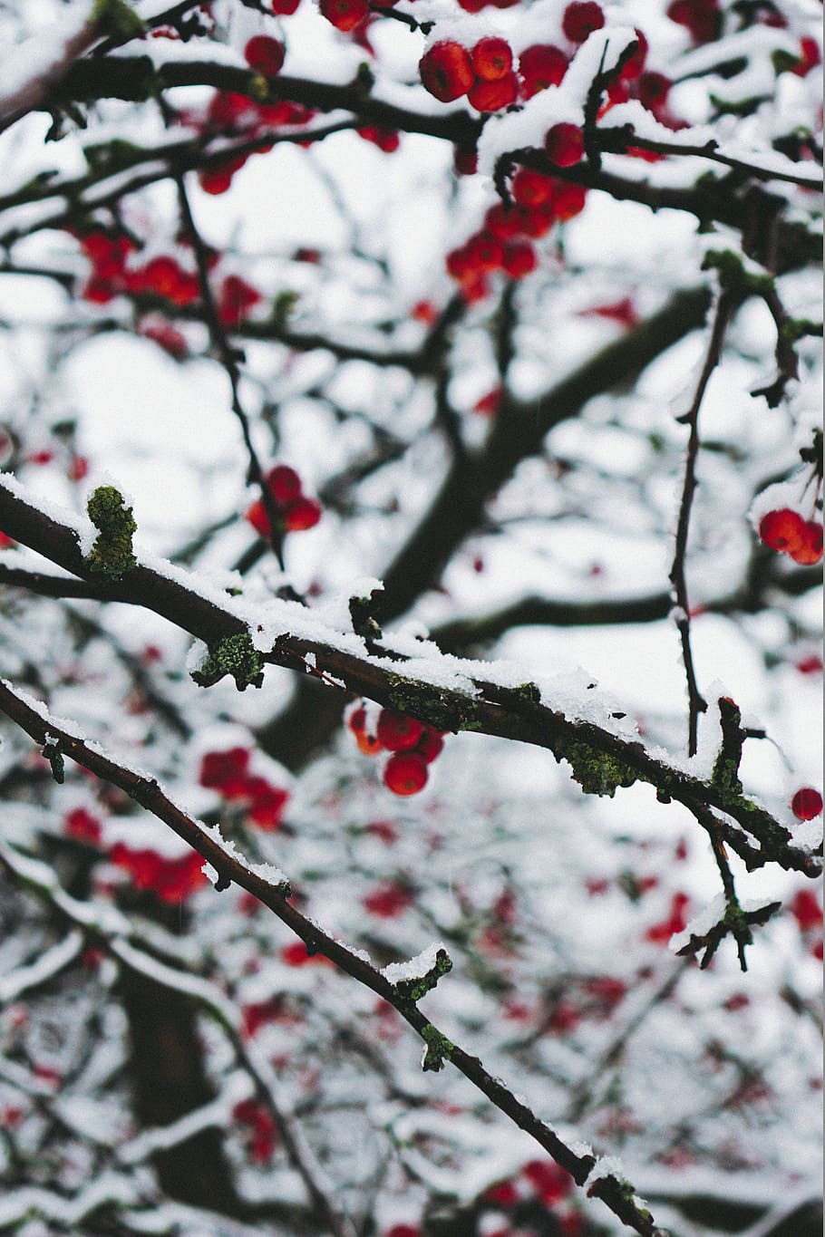 red cherries on branches, cherry fruit on tree branches, berries HD wallpaper