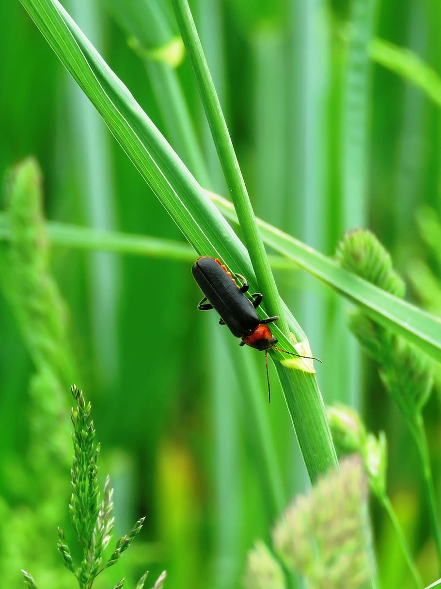 Soldier Beetle, Insect, Probe, meadow, red, black, green color HD wallpaper