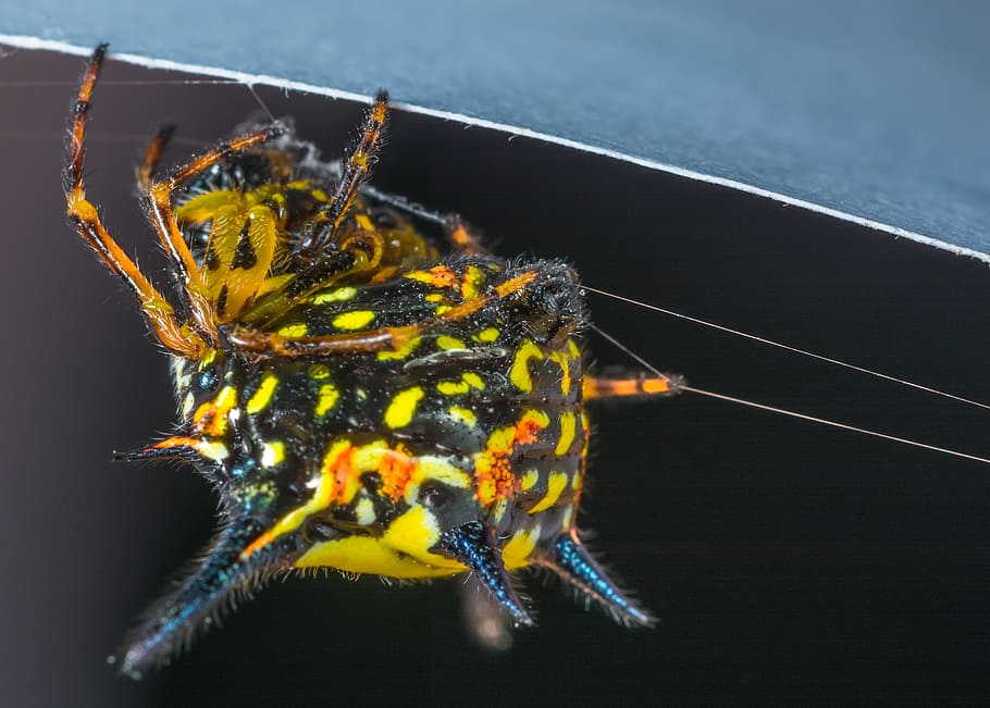 small spider, arachnid, insect, close, invertebrate, animal themes HD wallpaper