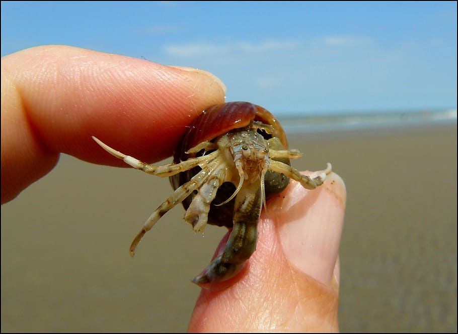 cancer, crab, shellfish, pliers, meeresbewohner, water creature HD wallpaper